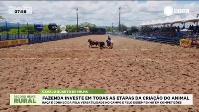 Fazenda no Agreste Pernambucano Investe na Criação de Cavalos Quarto de Milha