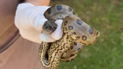 Filhote de sucuri de 83 cm é resgatado embaixo de pia em casa de Uberlândia