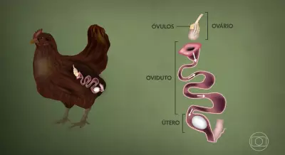 Galinha leva 25 horas para produzir um ovo: entenda o processo complexo