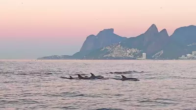 Golfinhos encantam litoral do Rio de Janeiro em espetáculo natural no Arpoador