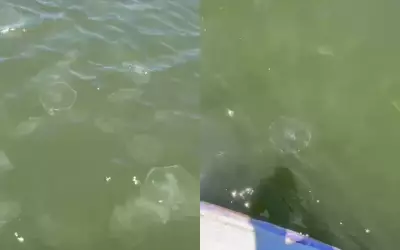 Homem avista grupo de águas-vivas durante prática de stand-up paddle no Rio Vaza-Barris em Aracaju