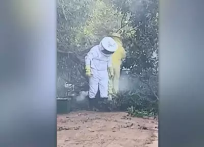 Homem morre após ataque de enxame de abelhas em Minas Gerais; outras três vítimas hospitalizadas