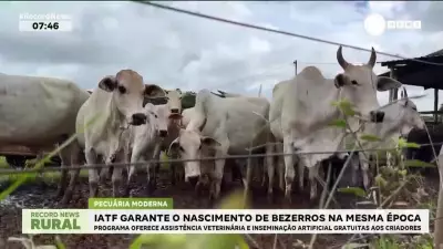 IATF garante nascimento sincronizado de bezerros em Uberlândia com assistência gratuita