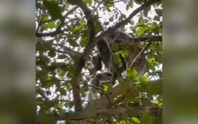 Jiboia-cinzenta é flagrada 'descansando' em árvore na zona rural de Guareí, SP
