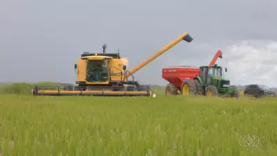 Jornal do Campo TO destaca avanços no agronegócio e sustentabilidade no Tocantins