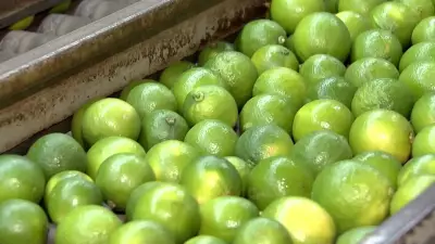 Limão Taiti tem alta de preço devido ao clima instável que afeta qualidade