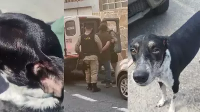 Maus-tratos a animais disparam em Minas Gerais com mais de 1.200 casos em 2026