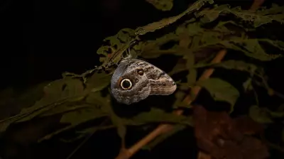 Mito da cegueira por borboletas é desmentido pela ciência: entenda o 'pó' das asas