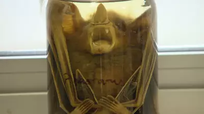 Morcego com raiva é encontrado em Belo Horizonte e prefeitura inicia bloqueio vacinal