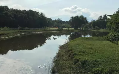 MP-RJ pede suspensão de condomínio que ameaça cortar 900 árvores na Barra da Tijuca