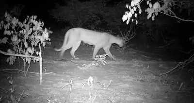 Onça-parda reaparece em Alagoas após 25 anos sem registros no estado