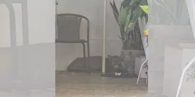 Onça-parda é resgatada em garagem de casa no centro de Bauru, SP