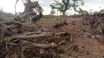 Operação da PM Ambiental combate desmatamento ilegal em cerrado de Cuiabá