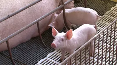 Poder de compra do suinocultor paulista permanece em queda devido à alta do milho