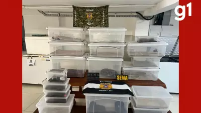 Polícia Civil apreende 29 animais silvestres em residência irregular em Cuiabá, MT