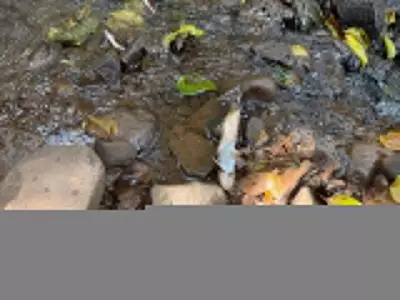 Poluição por dejetos de suínos mata peixes e contamina arroio em Seberi, no Rio Grande do Sul