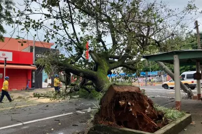 Árvore de grande porte cai e bloqueia rua no Taquaral, em Campinas, sem feridos