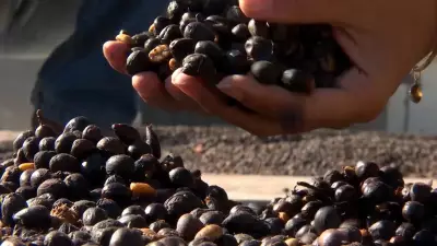 Safra 2026/27 do café apresenta sinais promissores de colheita e volume