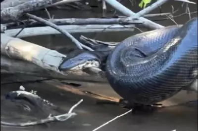 Sucuri gigante é flagrada 'tomando sol' em rio de Bonito, MS; guia registra momento