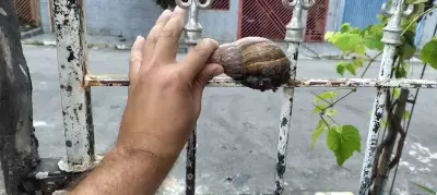 Suzano enfrenta infestação de caramujo gigante africano em residência do Jardim Varan