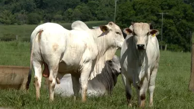 Terminação Intensiva a Pasto cresce 300% e revoluciona pecuária brasileira