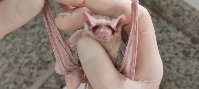 Vacinação antirrábica em Piracicaba e região ocorre apenas com agendamento devido à escassez nacional de doses