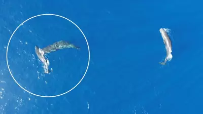 Vídeo flagra cachalotes em raras cabeçadas, confirmando relatos históricos de 1820