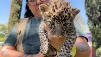 Zoológico mexicano cuida de filhotes de leopardo africano com alimentação manual