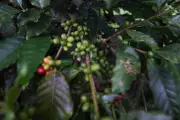 Amazonas prioriza café local em compras públicas com nova lei sancionada