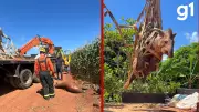 Anta ferida é resgatada às margens da BR-163 em Lucas do Rio Verde, Mato Grosso