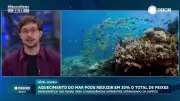 Aquecimento dos oceanos pode reduzir população de peixes em 20%