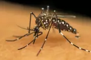 Aracaju registra aumento de 33,3% no risco de infestação pelo Aedes aegypti