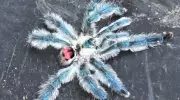 Aranhas brasileiras que parecem joias são alvo de tráfico internacional de animais exóticos