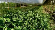 Atibaia entrega mais de 430 mil mudas de morango para fortalecer agricultura local