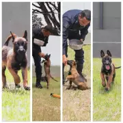 BH convida população para escolher nome de filhote da Guarda Municipal