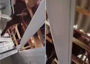 Boi invade telhado de residência em Tangará (SC) e causa destruição interna