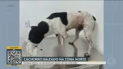 Bom Dia Rio desta terça-feira, 31 de março de 2026: confira os destaques