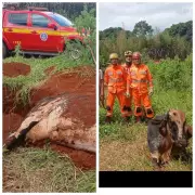 Bombeiros realizam resgate de vaca em cisterna e de burro em buraco no Norte de Minas