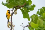 Bosque dos Papagaios em Boa Vista: Canto das Aves Promove Saúde Mental e Conecta População à Natureza
