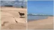 Braço humano em decomposição é encontrado em praia de Paracuru, no Ceará
