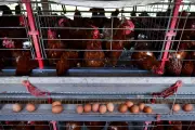 Brasil prorroga emergência zoossanitária por gripe aviária por mais 180 dias