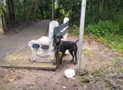 Cachorro é abandonado acorrentado em praça de São José dos Campos