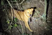 Cachorro é abandonado amarrado em matagal e resgatado pela Polícia Municipal em Rio Claro