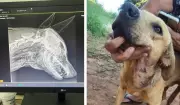 Cachorro é baleado com espingarda em Limeira (SP) e permanece internado