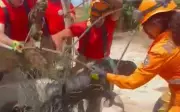 Cachorro cai em cisterna de 20 metros e é resgatado ileso por bombeiros em Cristinápolis
