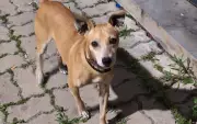 Cachorro recusa deixar delegacia após tutor ser preso e é adotado por policiais em Itu