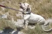 Cachorro solto ataca criança em Boa Vista e é capturado pela polícia ambiental