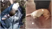 Cadela Poodle é abandonada com patas amarradas em sacola no Crato, Ceará