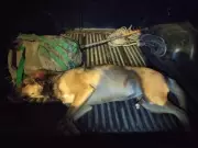 Cadela é resgatada por Bombeiros após ferimento com galho de mandioca em Barbacena