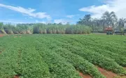 Cana e Amendoim: Rotação de Culturas Ganha Destaque em Evento Técnico em Minas Gerais